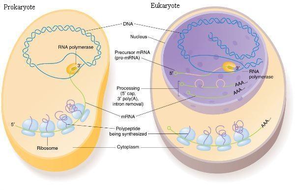 prokaryotic and eukaryotic cell structure