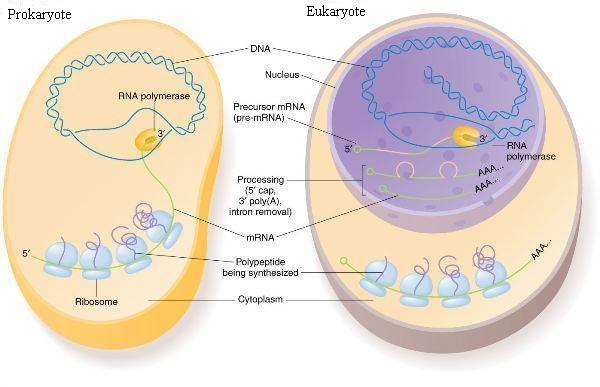 Prokaryotes Vs Eukaryotes Chart