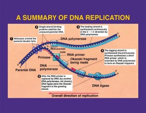 Replication of DNA