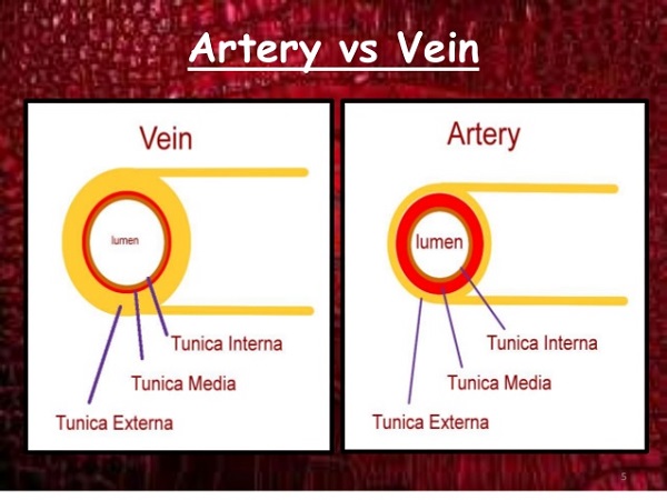 structure-and-function-of-arteries-and-veins