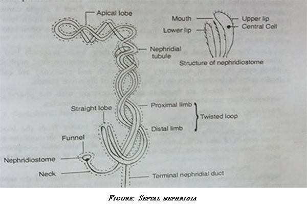 excretory system of an earthworm