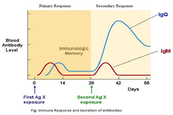 Immune Response Flow Chart Quizlet