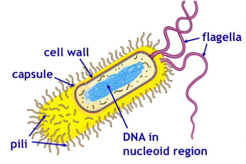 Difference Between Flagella And Pili With Comparison Chart Biology Riset