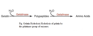 Hydrolysis of gelatin
