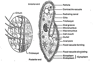 Structure of Paramecium