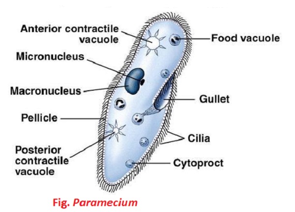 General Description Of Paramecium