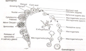 Sexual cycle in mosquito