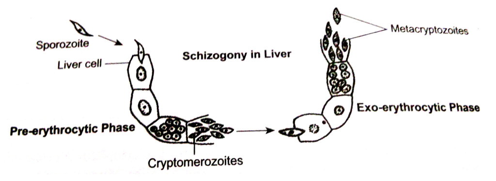 pre erythrocytic and exo-erythrocytic schizogony