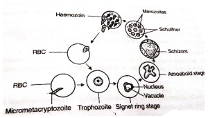 Erythrocytic schizogony