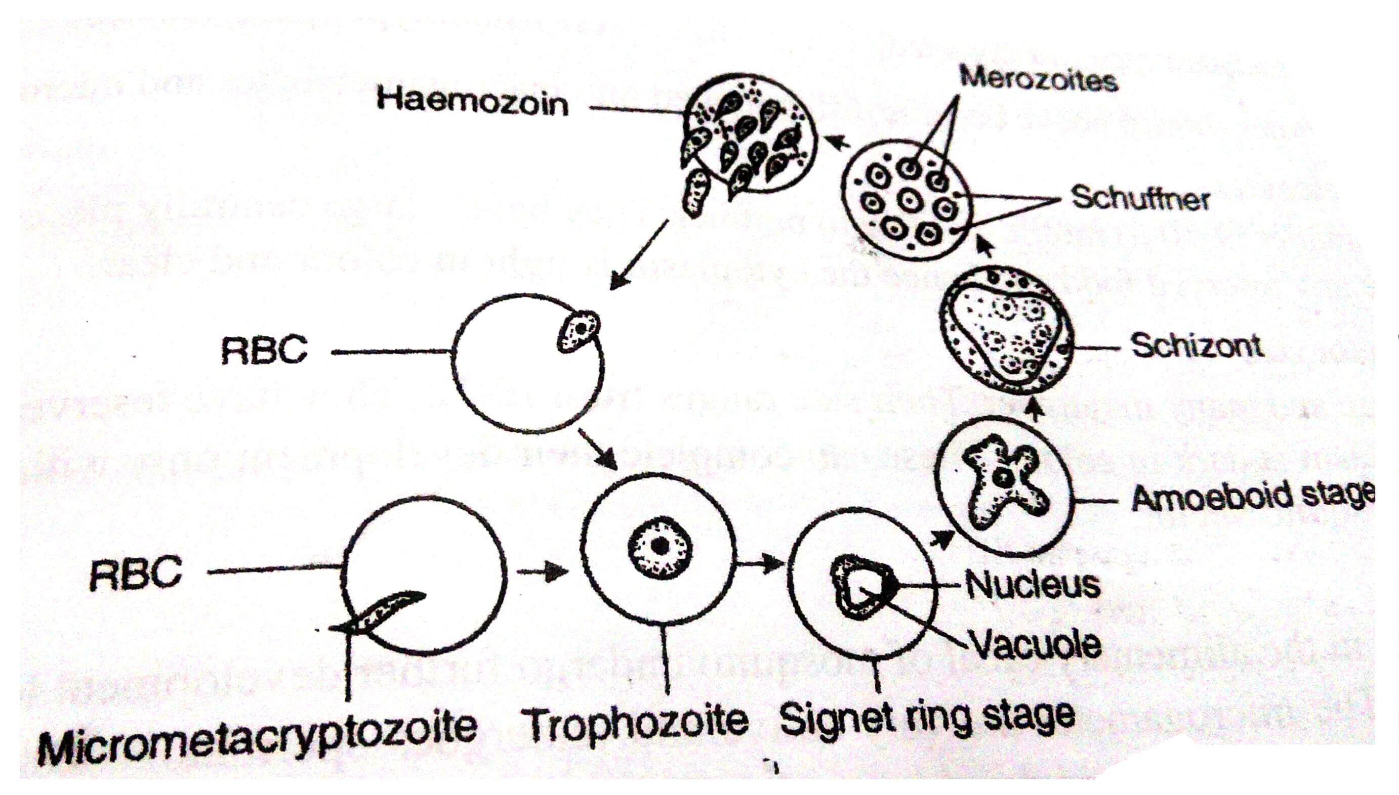 sporulation in plasmodium vivax