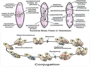 Binary fission vs conjugation
