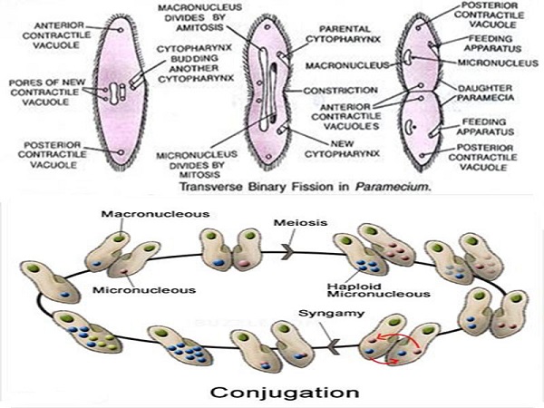 conjugation microbiology