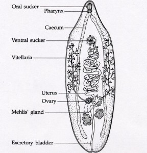 Fasciola