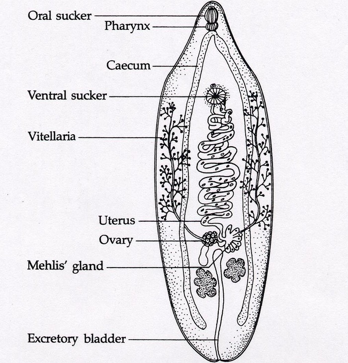 Platyhelminthes fasciola, Fasciola hepatica életciklusa Tünetek