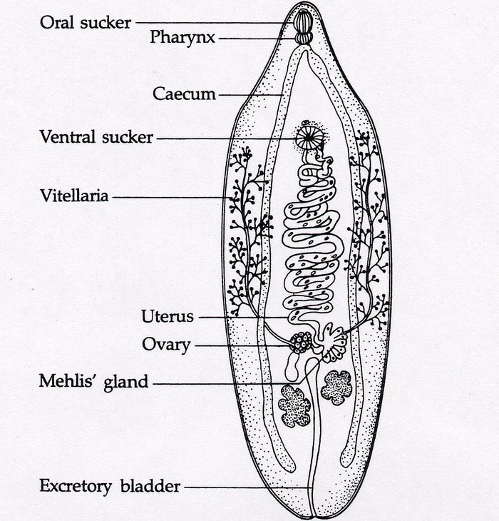 platyhelminthes trematoda fasciola hepatica