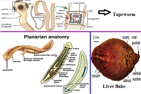 Laposférgek – Wikipédia - Platyhelminthes emésztőrendszer típusú
