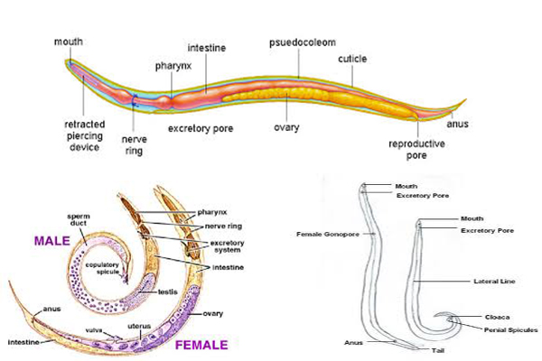 Phylum Nematoda-Characteristics And Classification of Nematodes