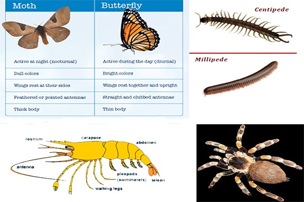 Phylum Arthropoda Characteristics Chart