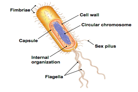 Differences Between Fimbriae And Pili