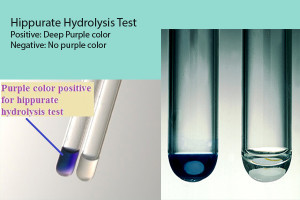 Hippurate hydrolysis test