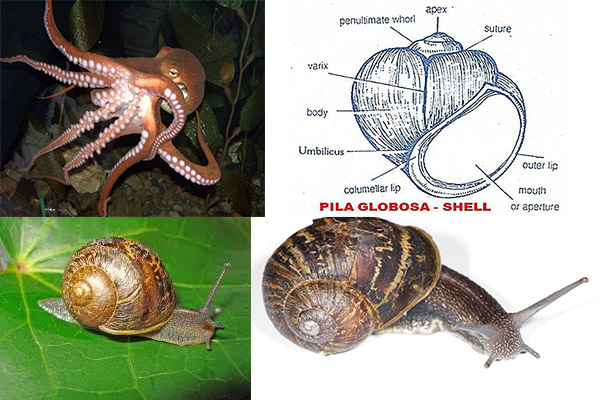 examples of mollusca