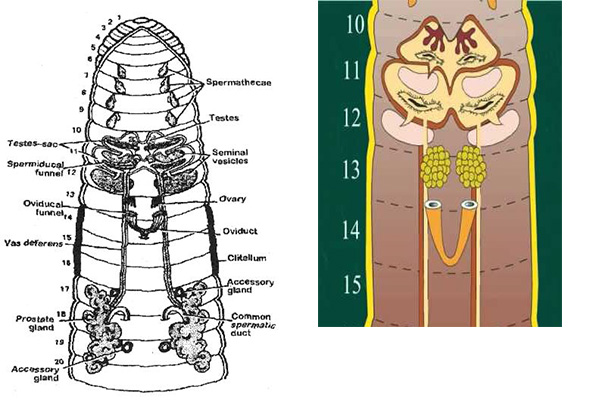 Reproductive System Of Earthworm Microbiology Notes 2479