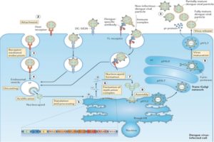Replication of dengue virus
