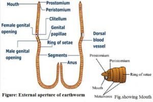 external-aperture-of-earthworm
