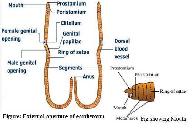 External Apertures of Pheretima - Microbiology Notes