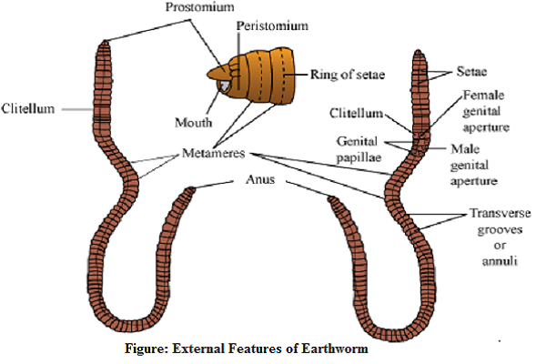 tapeworm labeled diagram