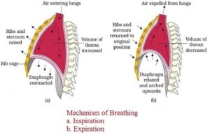 Mechanism-of-breathing