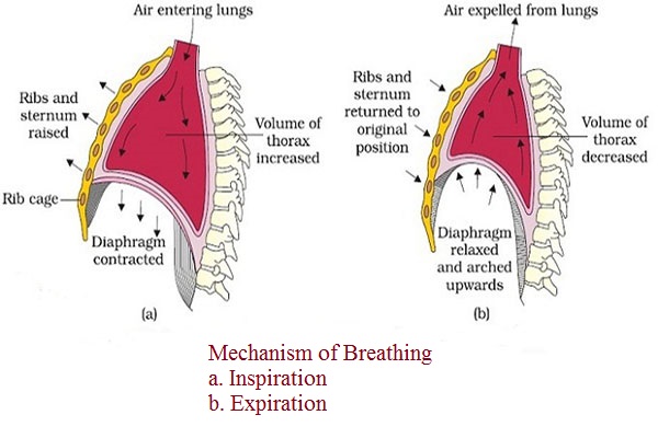 Breathing Mechanism: Inhalation and Exhalation 