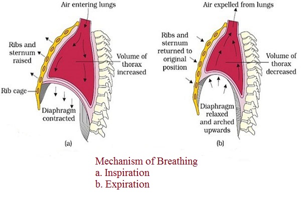 Mechanism Of Breathing Microbiology Notes