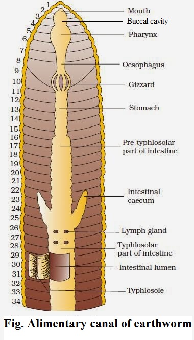 Digestive System of Earthworm - Microbiology Notes