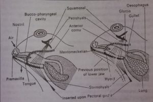 Respiratory System of Frog - Microbiology Notes