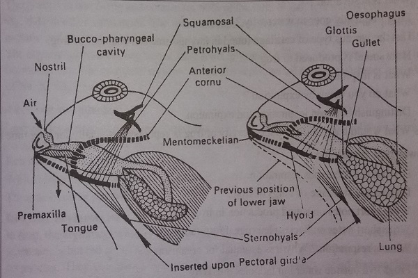 cutaneous respiration in amphibians