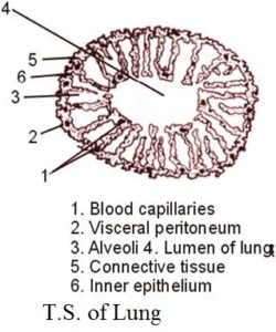 T.S. of lung of frog