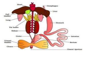 frog internal structure