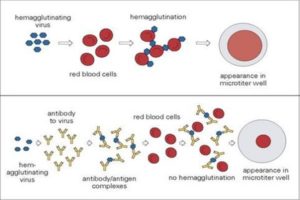 Mechanism behind haemagglutination assay (Source: schoolbag.info)