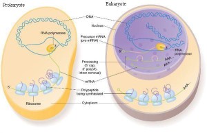 Differences between Prokaryotic and Eukaryotic cells