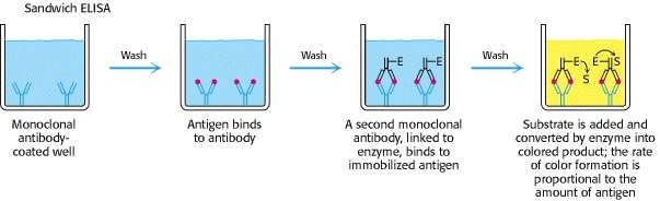 ELISA Principle Types And Applications