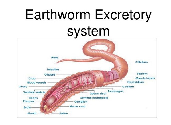 Excretory system of Earthworm