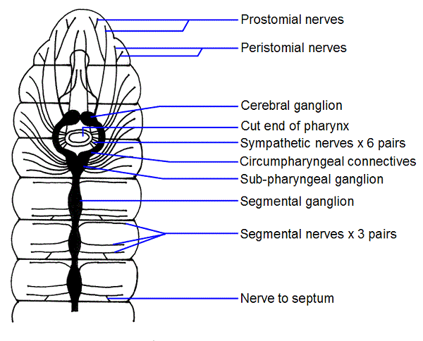nervous-system-of-earthworm