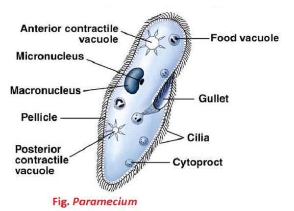 Structure of paramecium