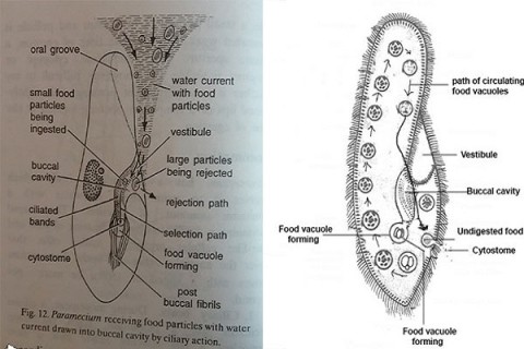 Feeding Mechanism in Paramecium