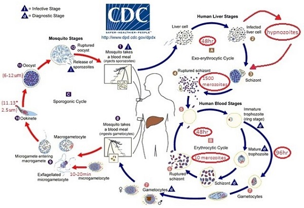 Life cycle of Plasmodium vivax