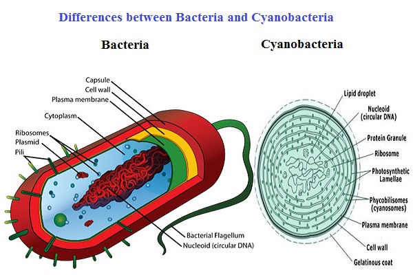 Bacteria vs Cyanobacteria
