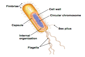 Fimbriae Archives - Microbiology Notes