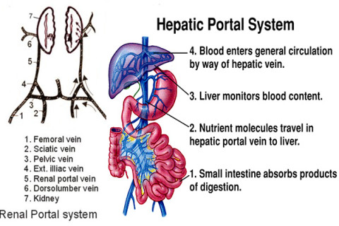 Significance of Renal Portal System Archives - Microbiology Notes