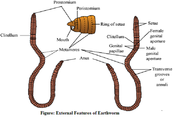 external-features-of-earthworm